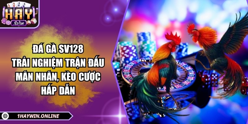 Đá gà SV128: Trải nghiệm trận đấu mãn nhãn, kèo cược hấp dẫn