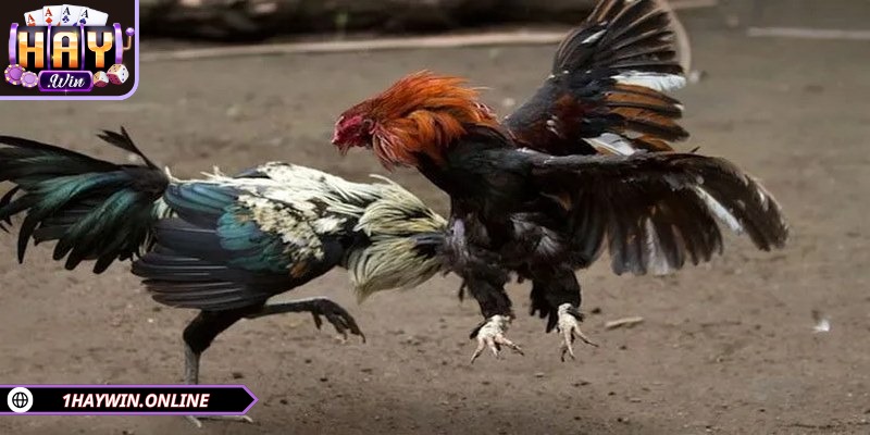 Lợi nhuận khi thắng cuộc rất lớn cho kê sư