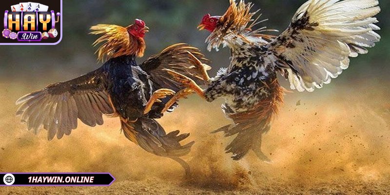 Đá gà SV128 khẳng định vị thế với những trận đấu kịch tính