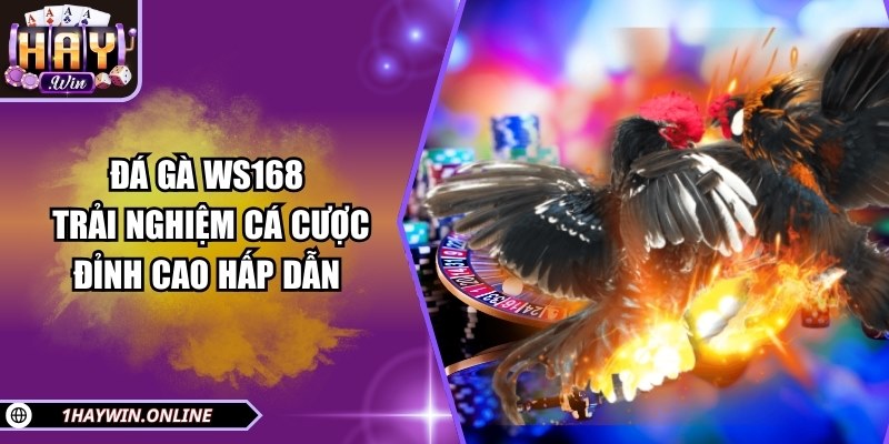 Đá gà WS168 – Trải nghiệm cá cược đỉnh cao hấp dẫn