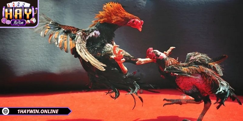Kê sư khi tham gia cá cược đá gà tre cần có sự nhạy bén