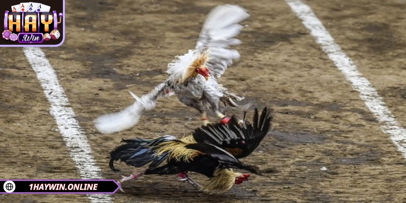 Khi thua kèo, không nên nóng vội gỡ gạc