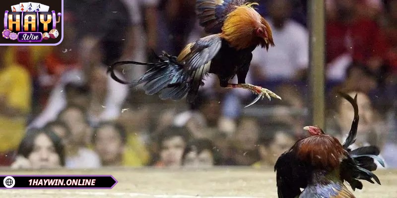 Đá gà WS168 từ lâu đã trở thành lựa chọn hàng đầu của kê sư