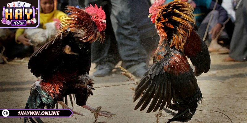 Kèo hòa rất ít khi xảy ra, vì vậy bạn cần cân nhắc