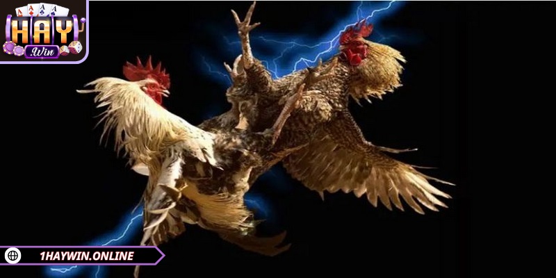 Đá gà HAYWIN hiện đang trở thành lựa chọn hàng đầu của kê sư