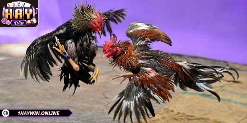 Sự kết hợp giữa hai sảnh mang tới sự hấp dẫn riêng biệt