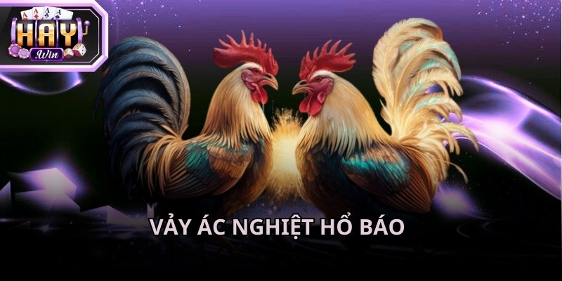 Cách xem vảy gà tốt xấu phản ánh được lối đánh và sức mạnh tấn công