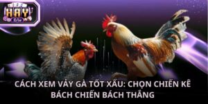 Cách xem vảy gà tốt xấu